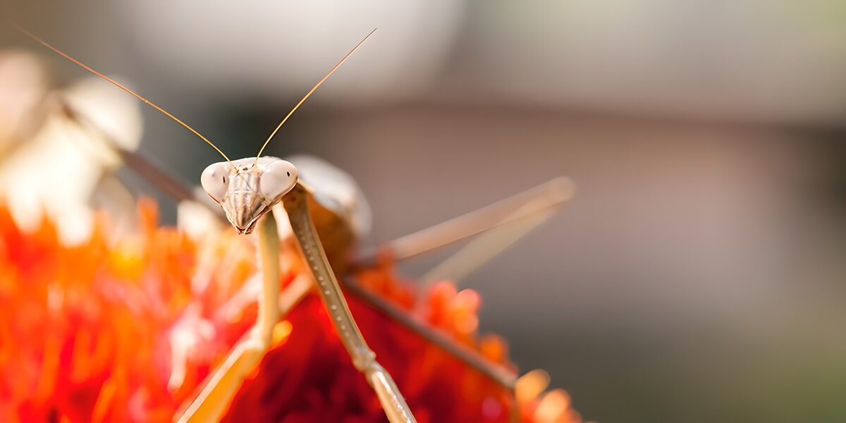 Close-up van een bidsprinkhaan