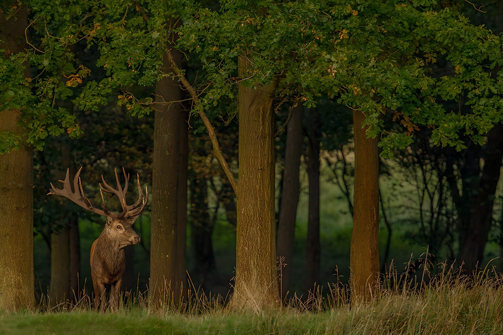 TP59302: Trots hert tussen de bomen