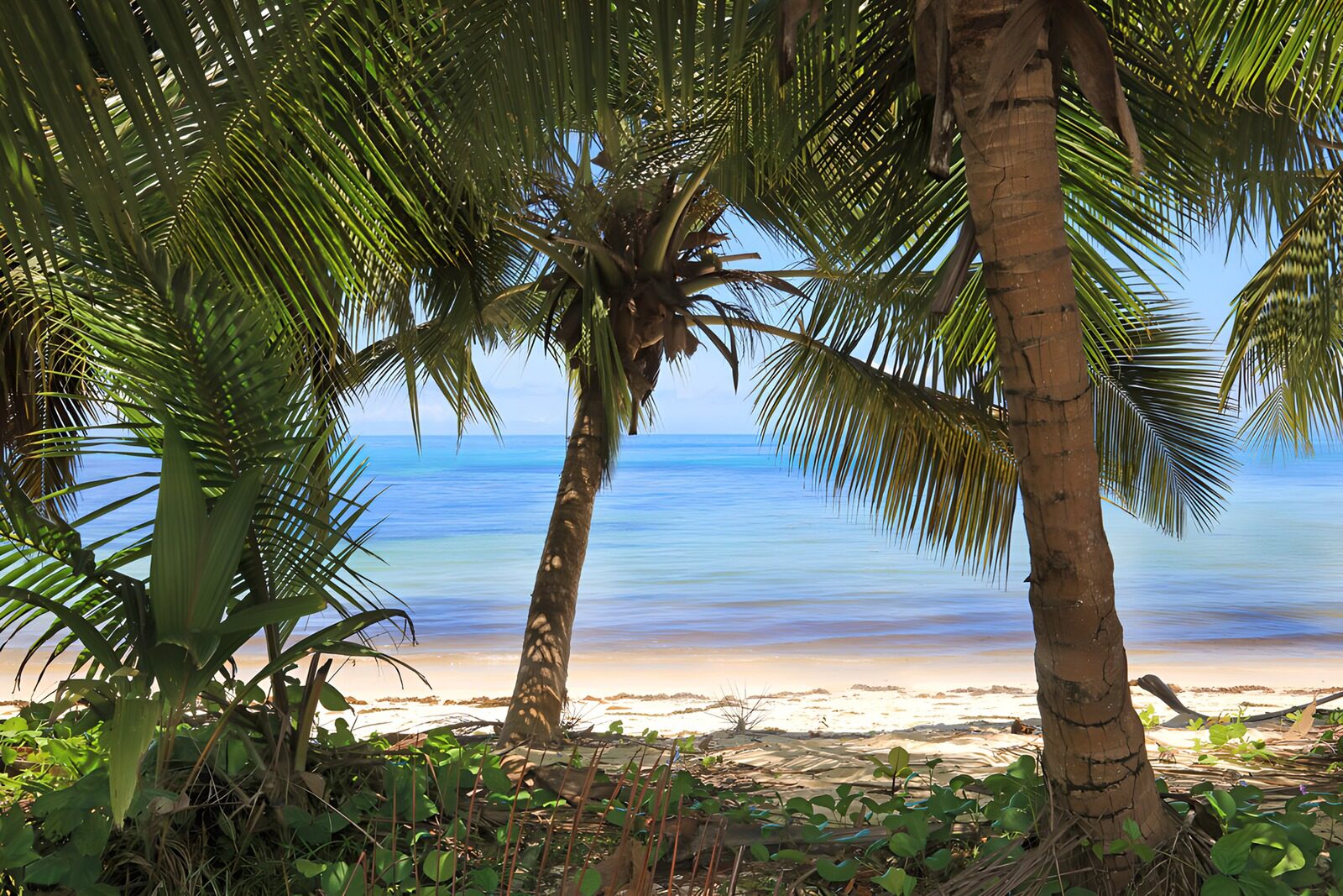 TP59587: Tropisch strand tussen palmbomen