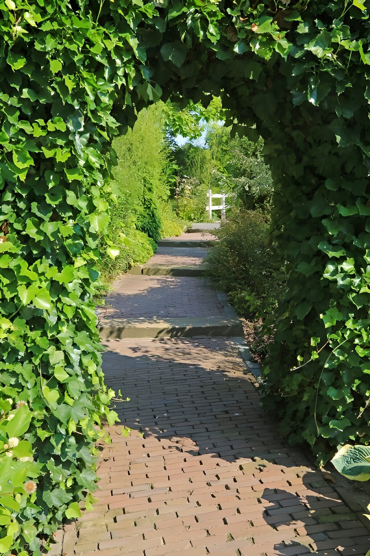 TP61811: Poort begroeid met hedera klimop