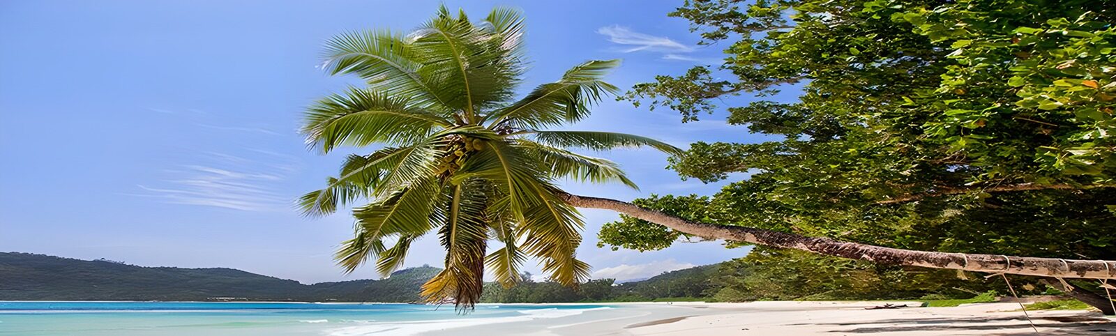 TP42439: Tropisch strand met palmboom