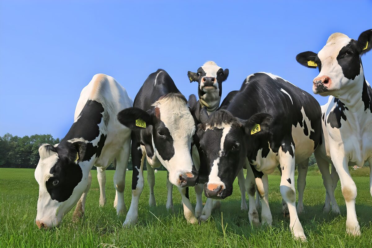 Nieuwsgierige koeien in weiland