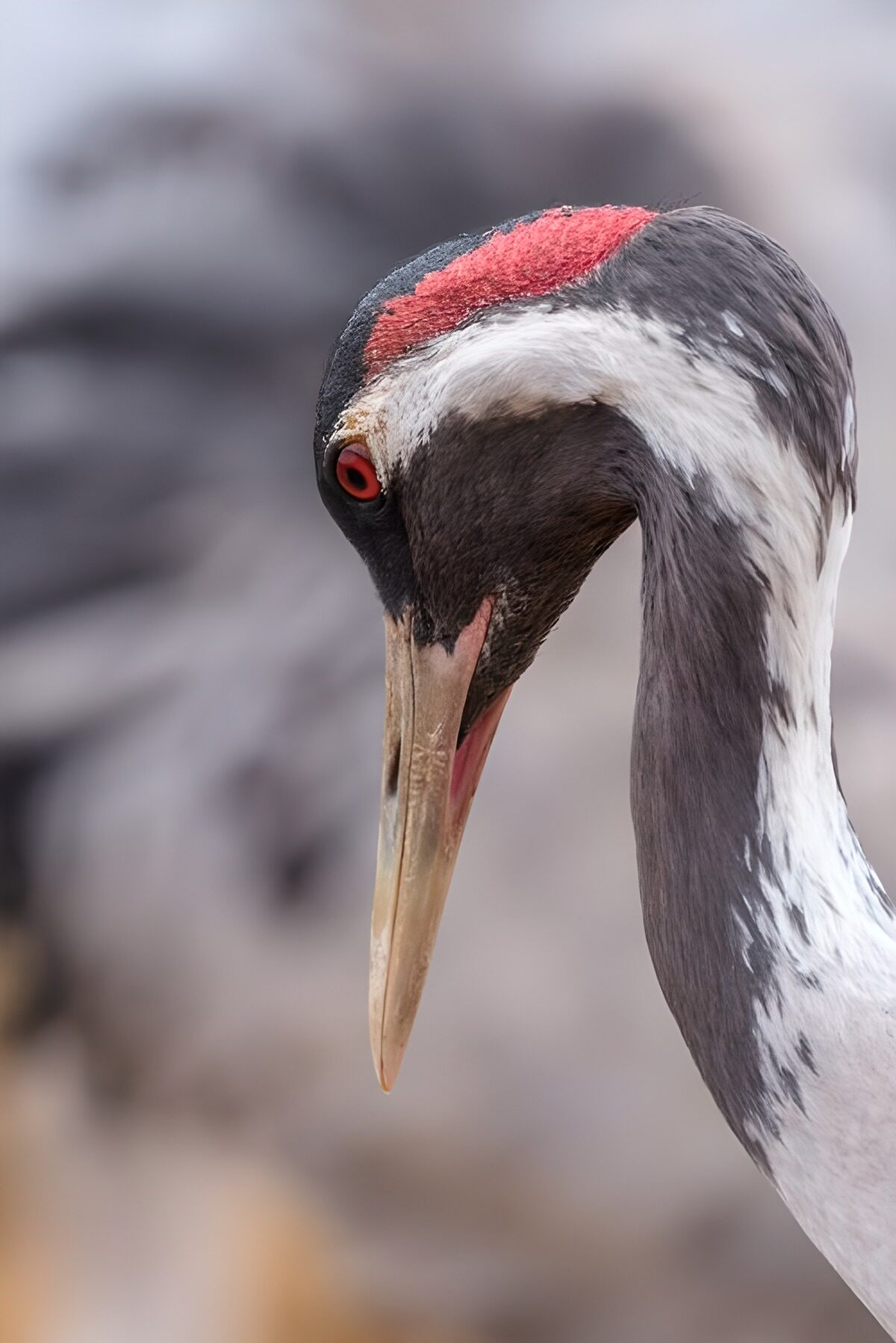 Kraanvogel-2