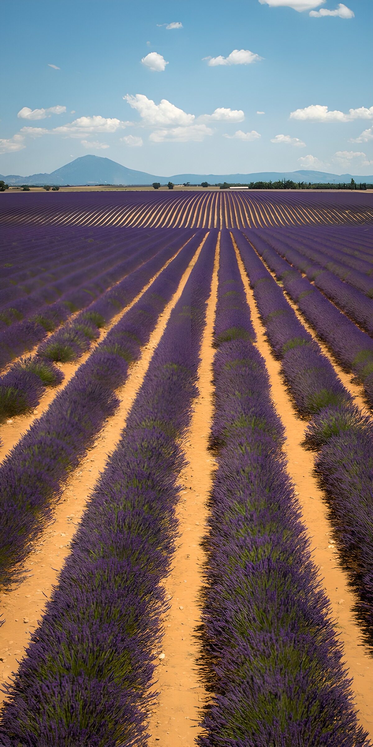 Lavendel met bergen