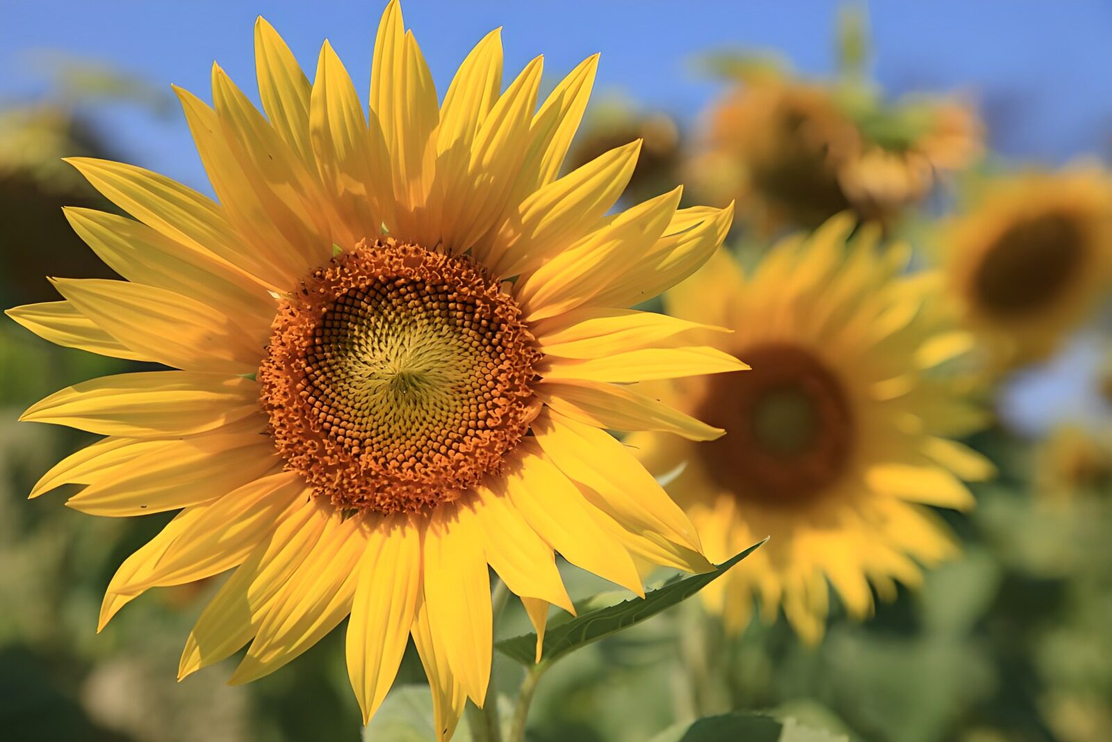 TP51685: Heldere Zonnebloem in de Natuur