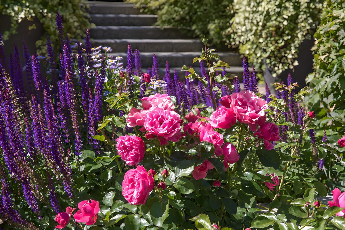 Rozen en Salvia in een kleurrijke tuin