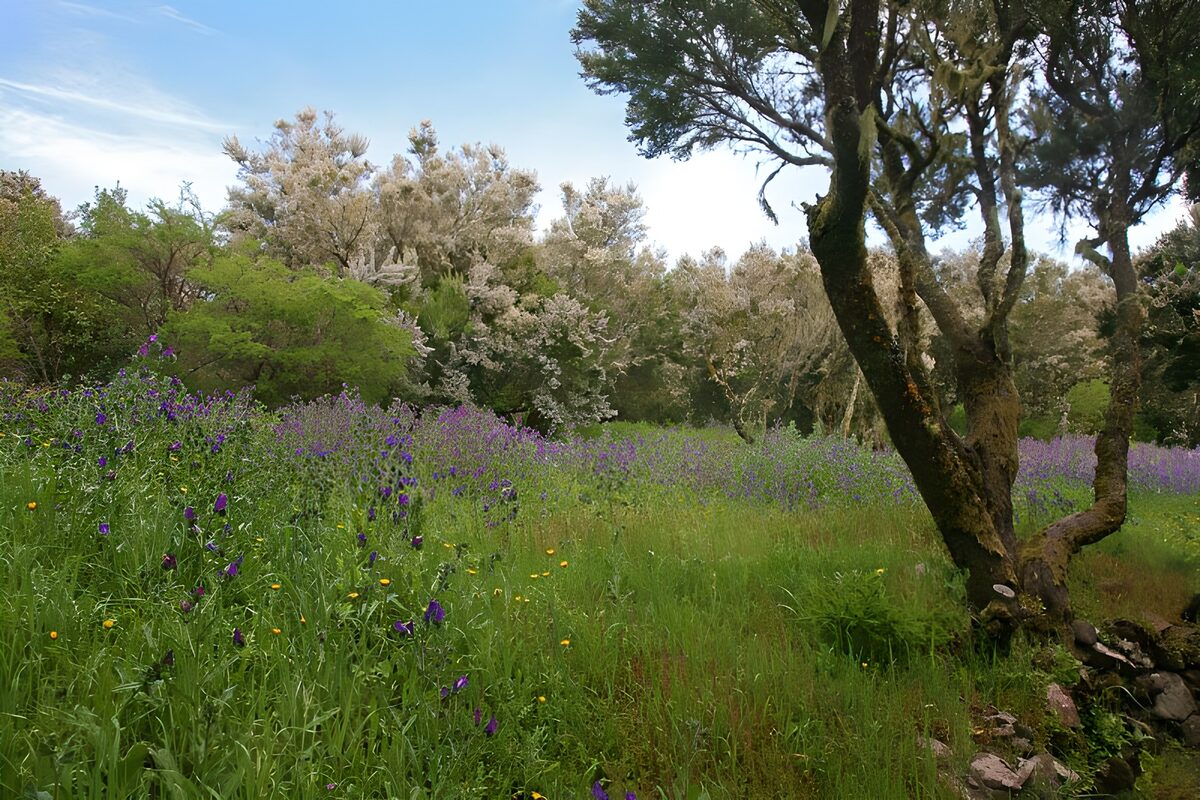 La Gomera 13