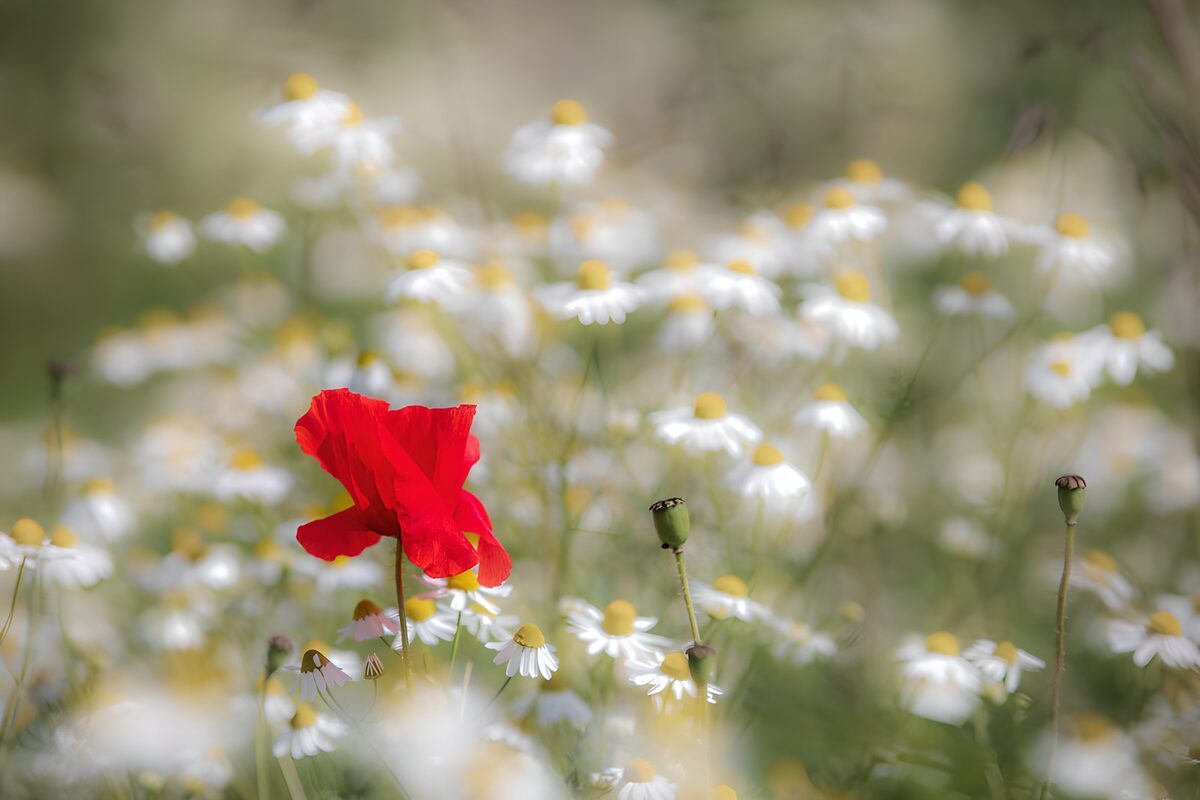 Poppy te midden van Margrieten