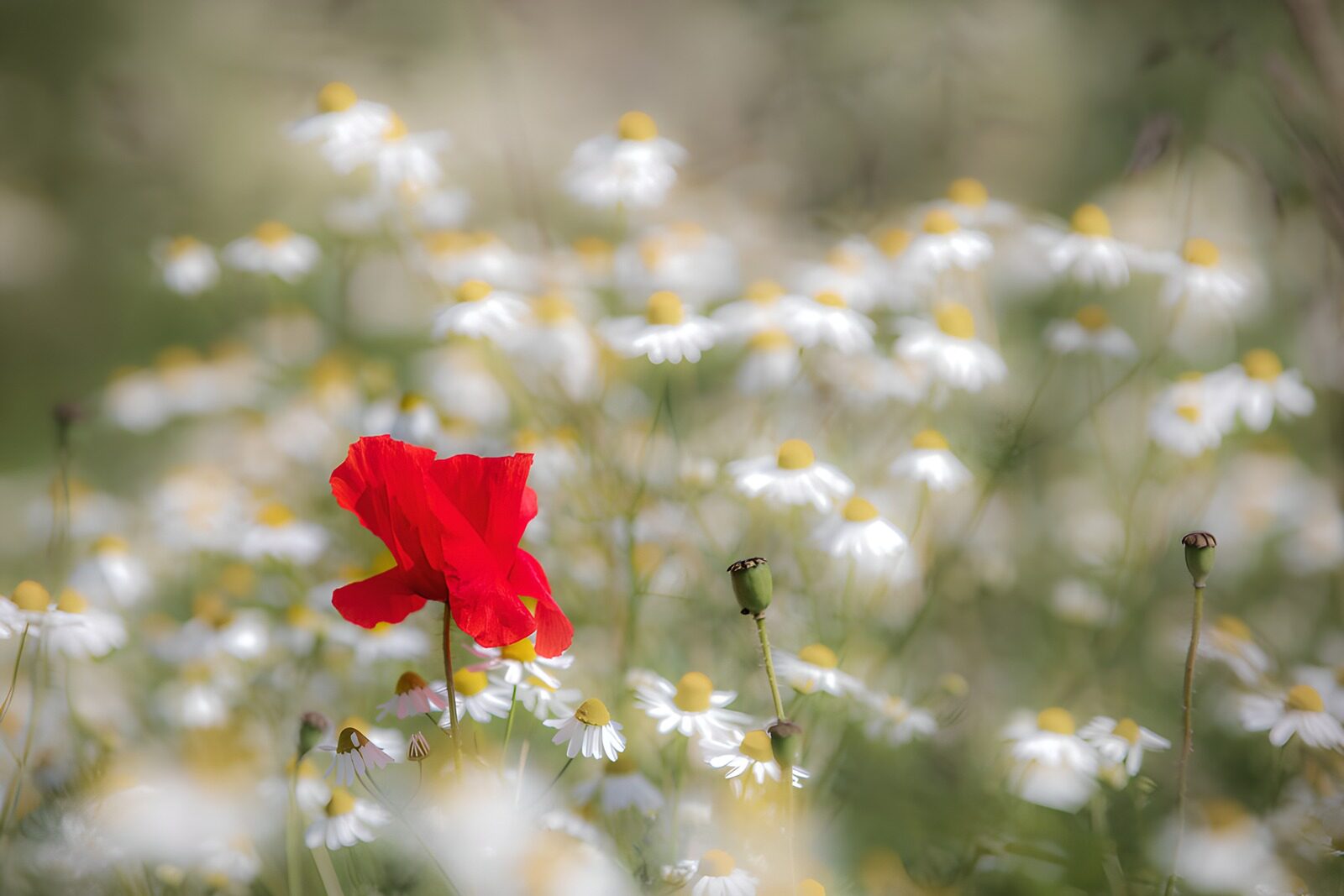 TP66134: Poppy te midden van Margrieten