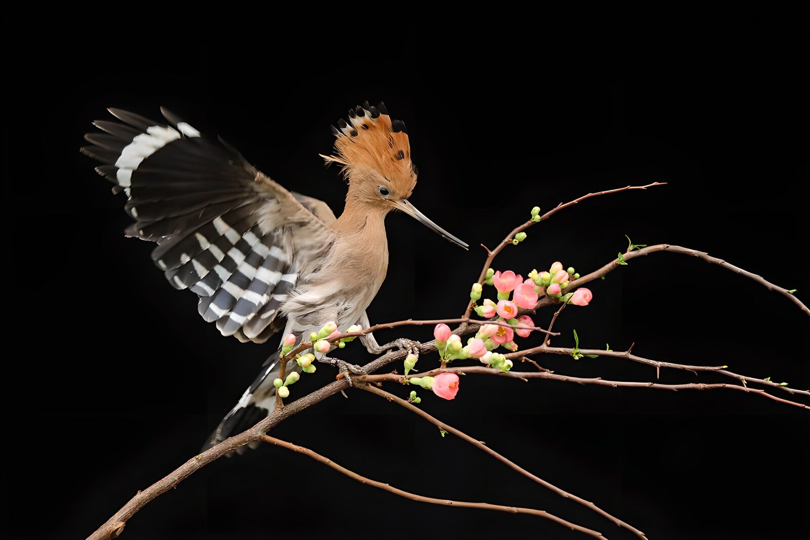 TP93777: Vliegende ijsvogel op bloeiende tak