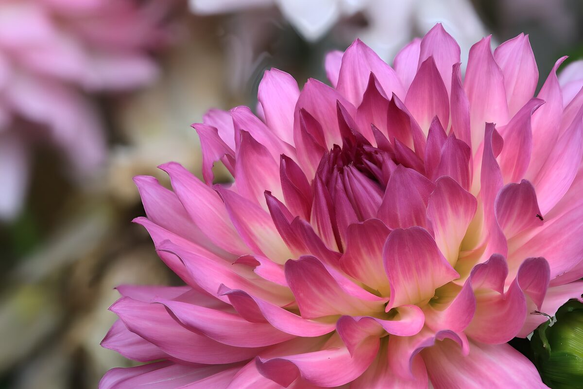 Roze Dahlia 2