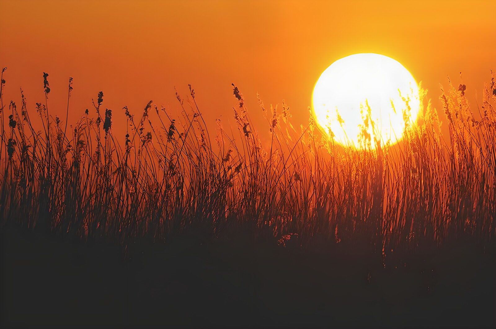 TP40692: Zonsondergang achter het riet