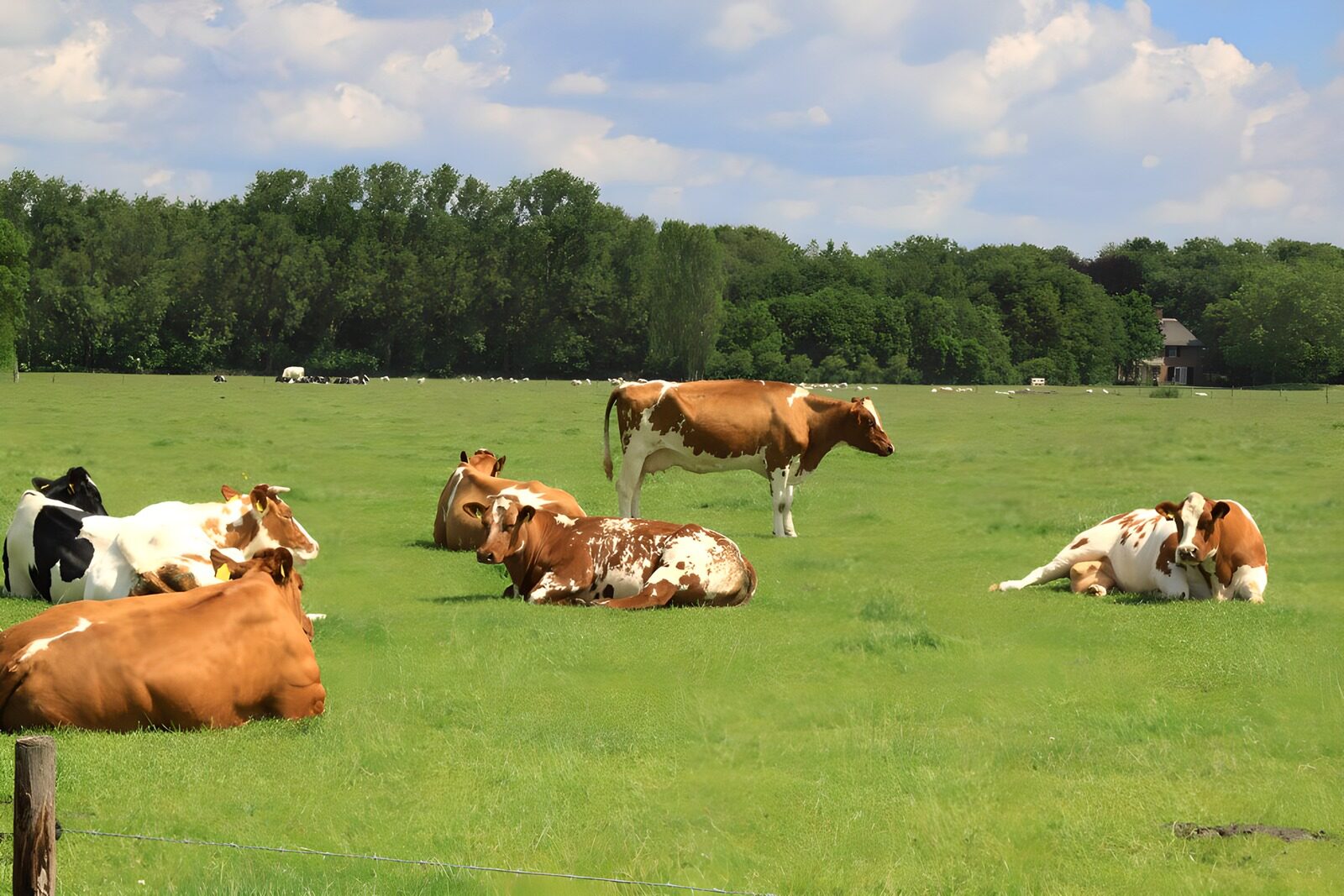 TP45054: Weiland met koeien
