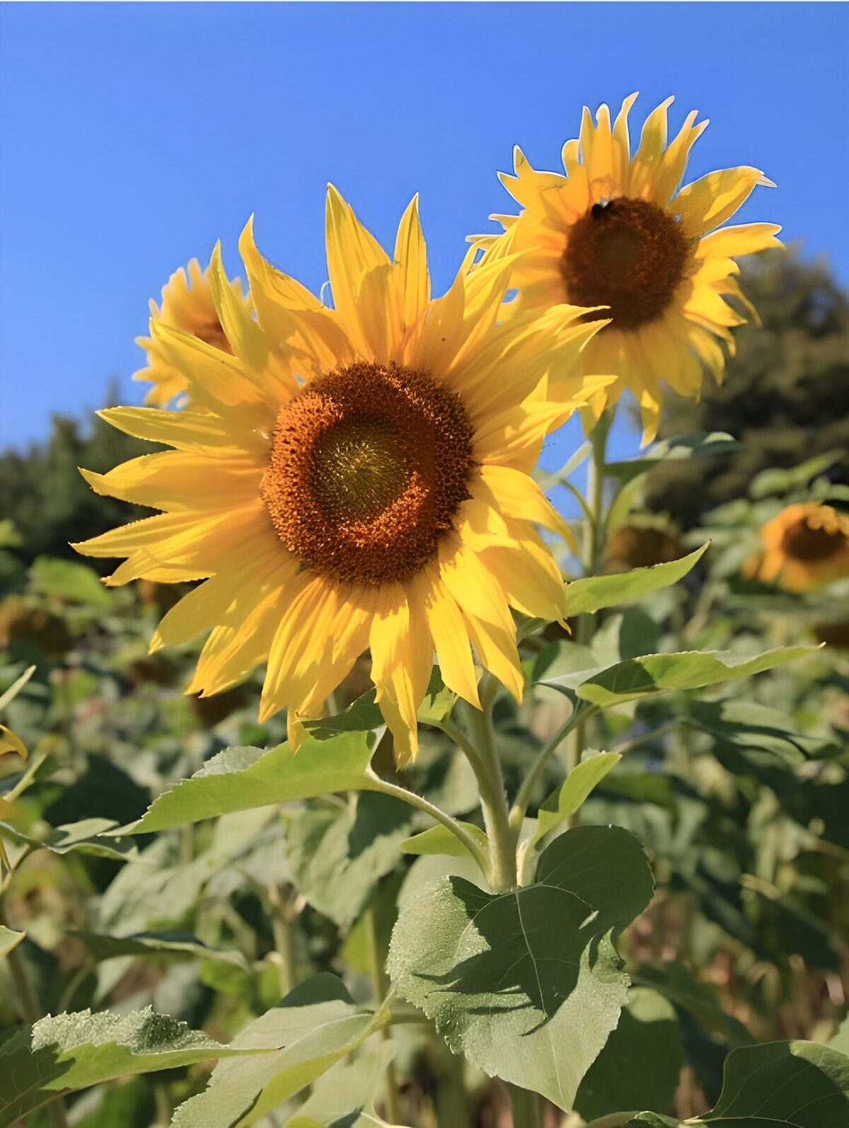 TP27761: Stralende Zonnebloemen in de Zomer