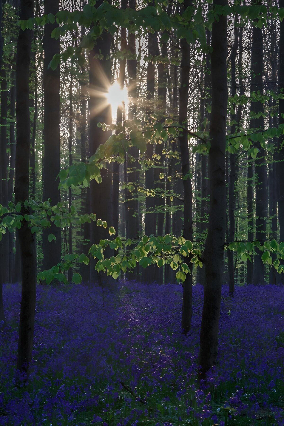 TP13225: Zonneschijn door het bos