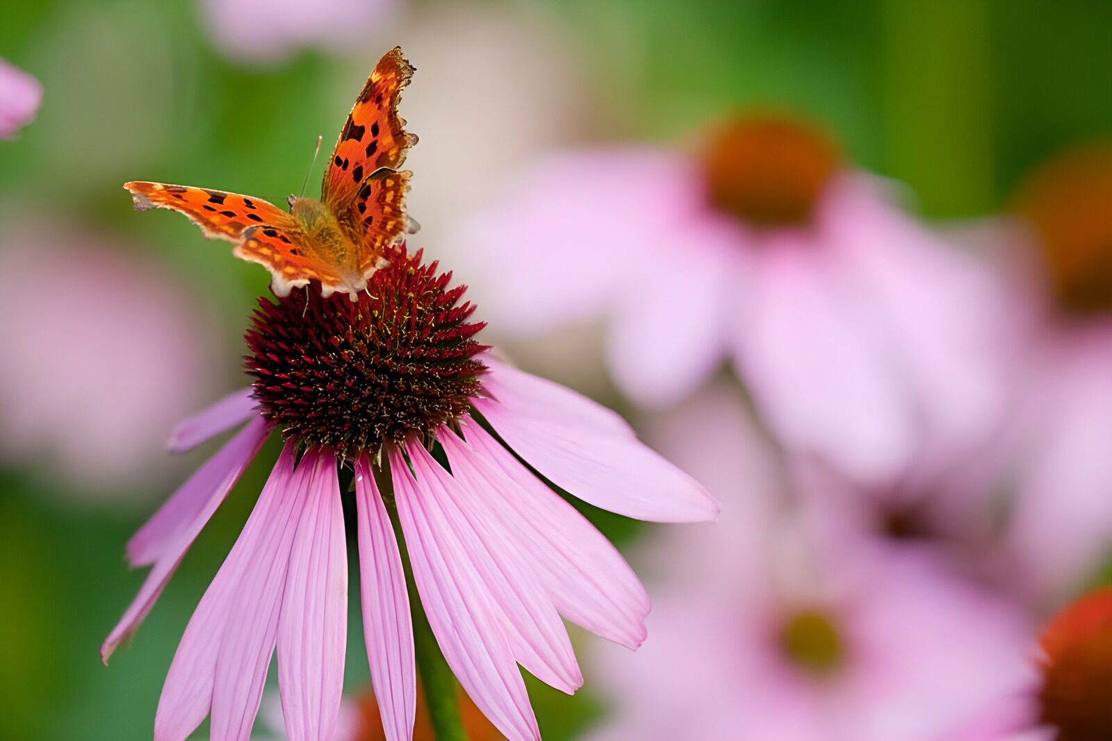 TP38856: Zonnehoedbloemen met vlinder gehakkelde Aurelia