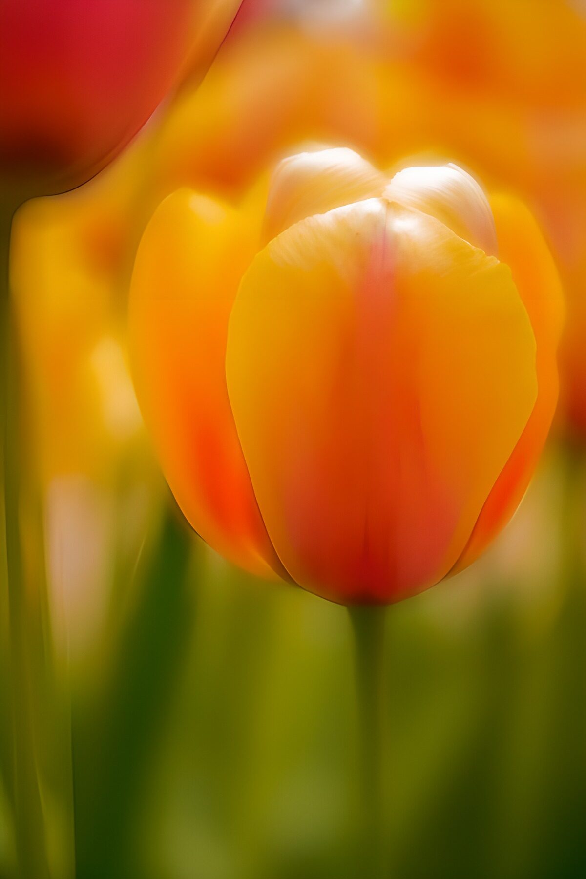 TP15640: Kleurrijke tulpen in bloei