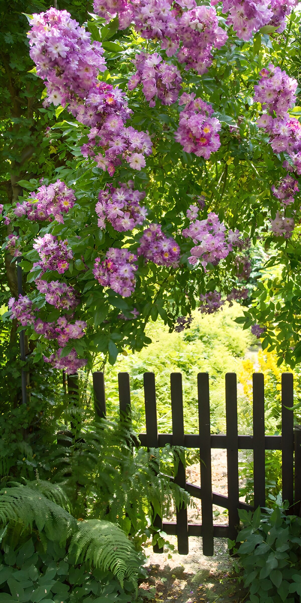 TP36140: Bloeiende ingang naar een weelderige tuin