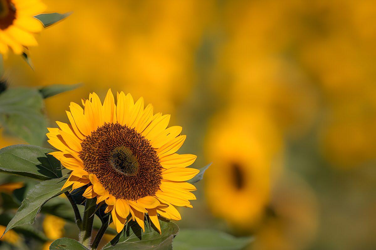 TP46501: Zonnebloem in bloei op een zonnige dag
