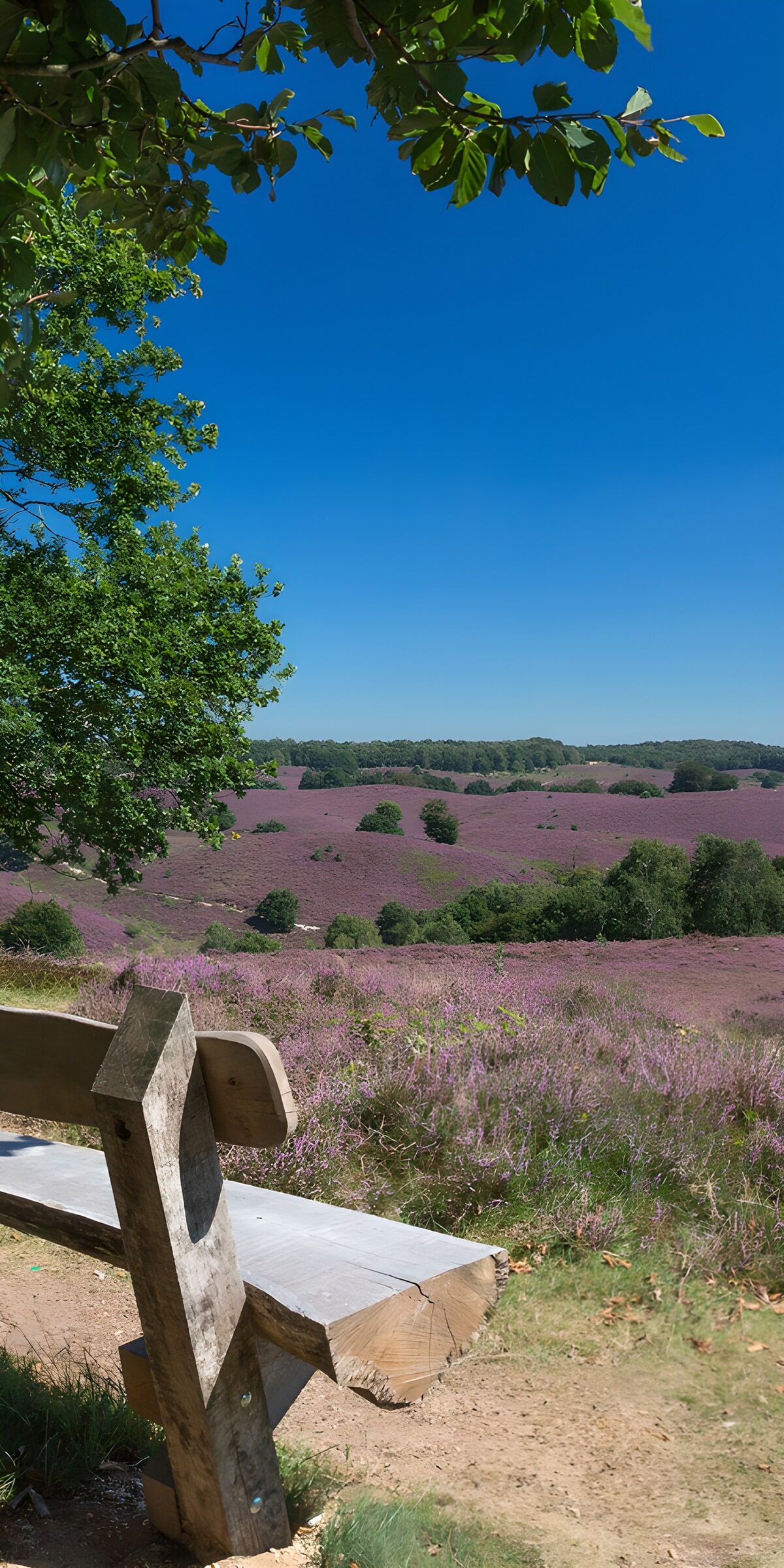 TP33969: Prachtig uitzicht op paarse heide