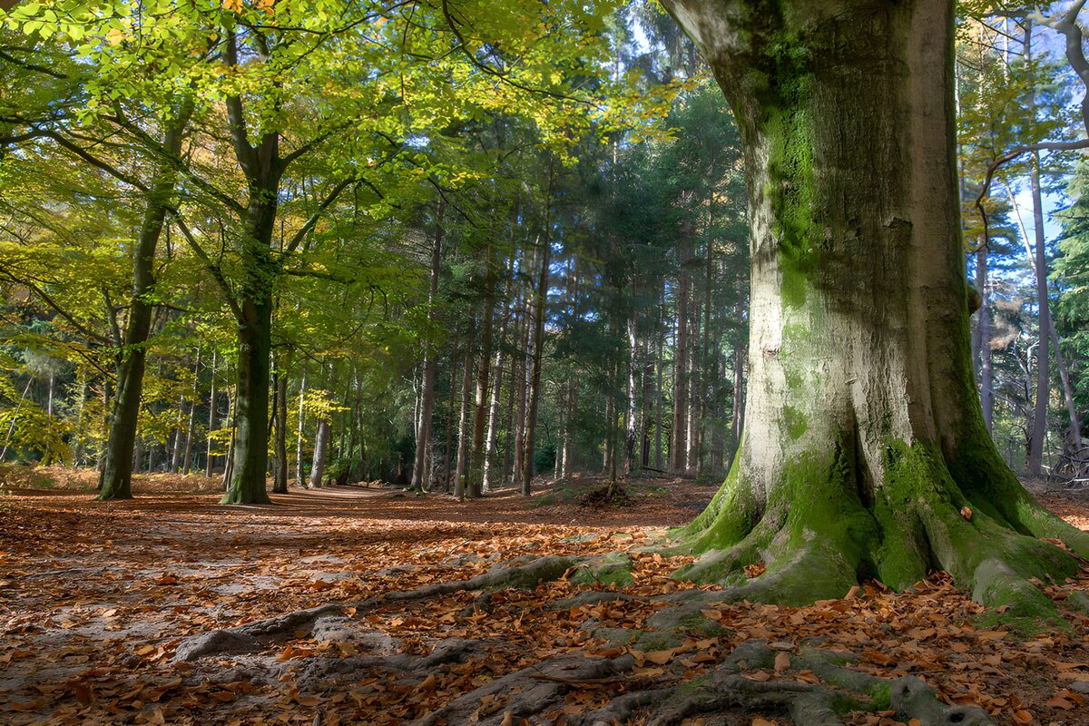 Prachtige boslandschap in de herfst