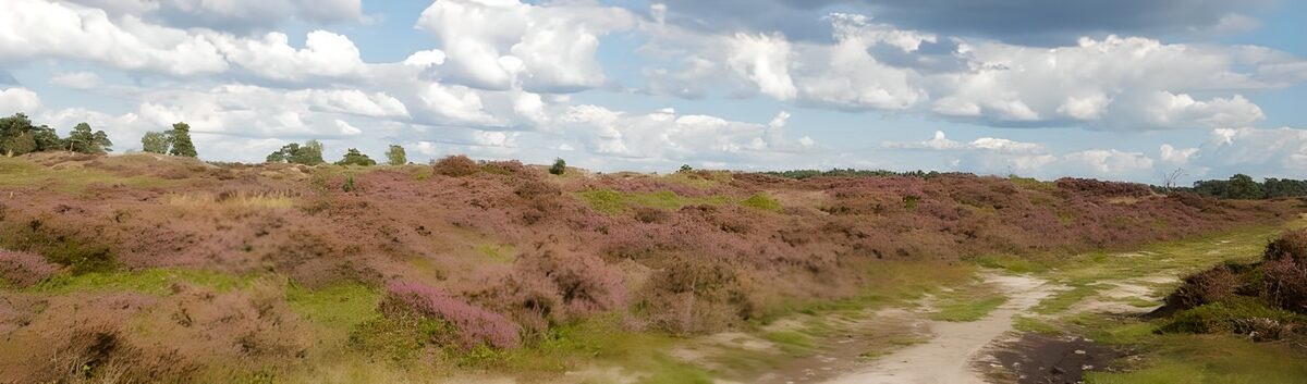 Veluwse landschappen 1