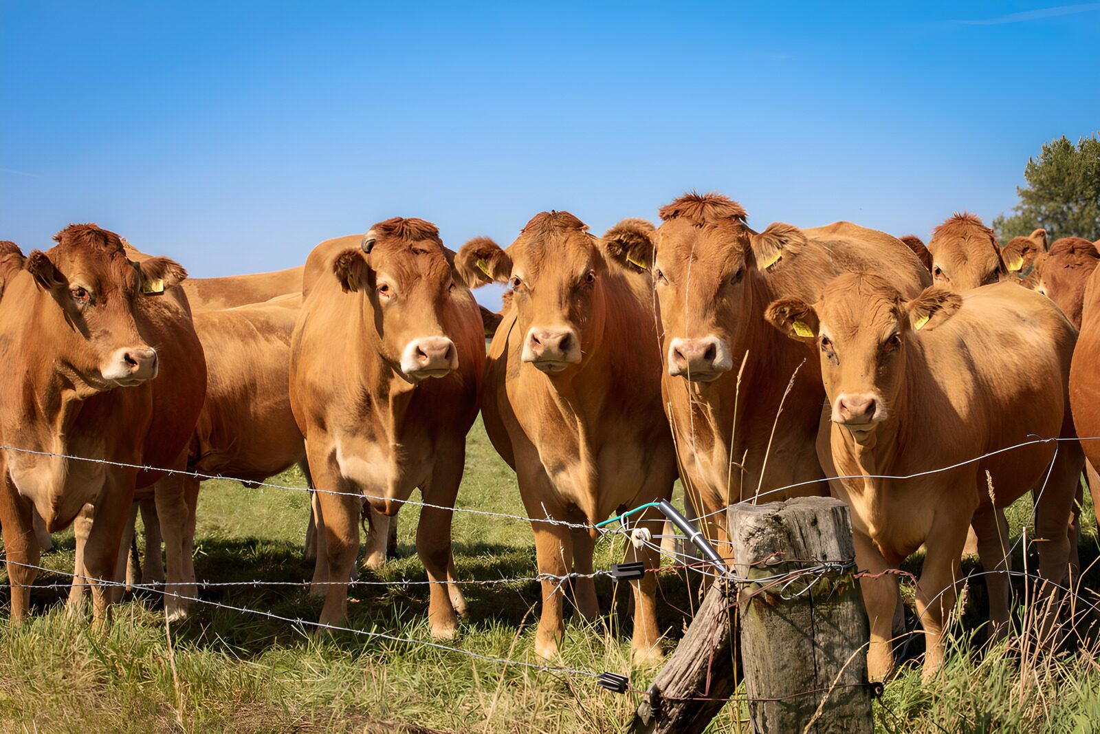 TP52135: Groep rode koeien in de wei