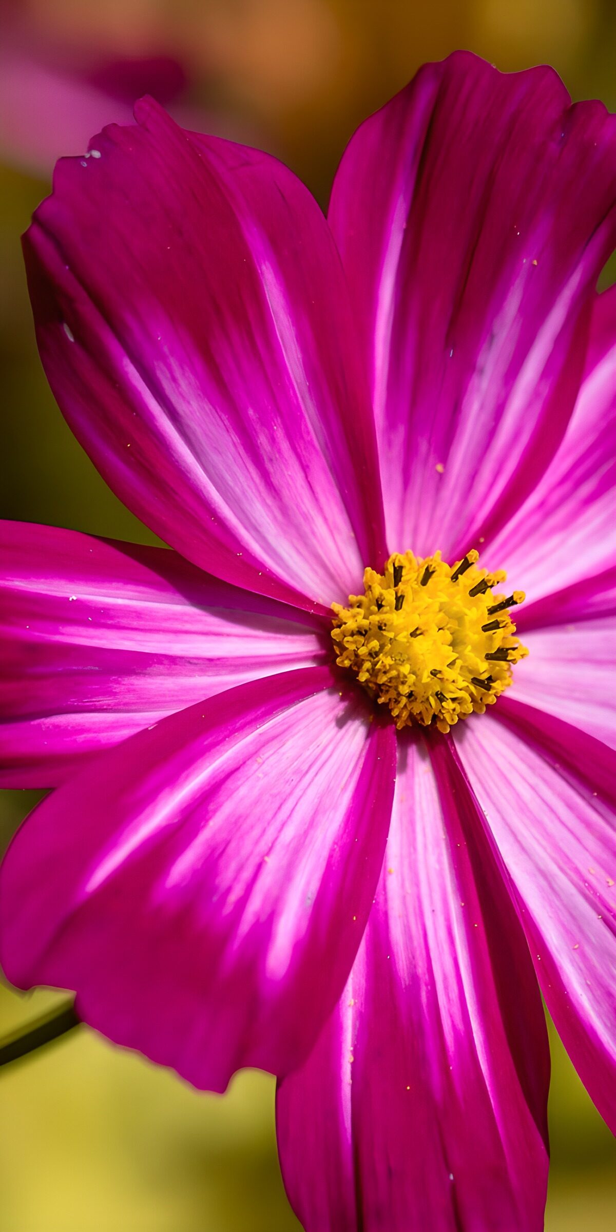 TP44259: Prachtige roze bloem in volle bloei