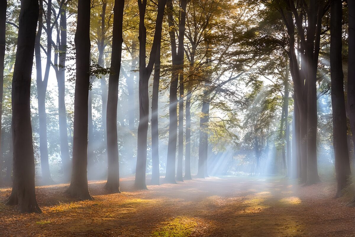 Mystiek Licht in het Bos
