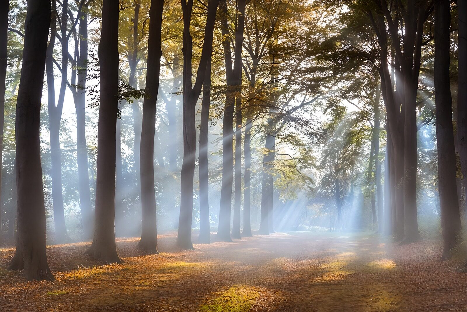 TP53280: Mystiek Licht in het Bos