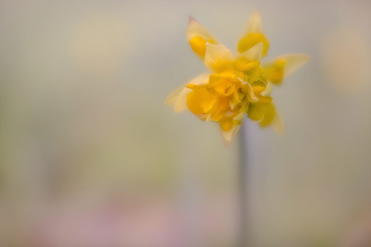 Gele bloem in vervaagde achtergrond