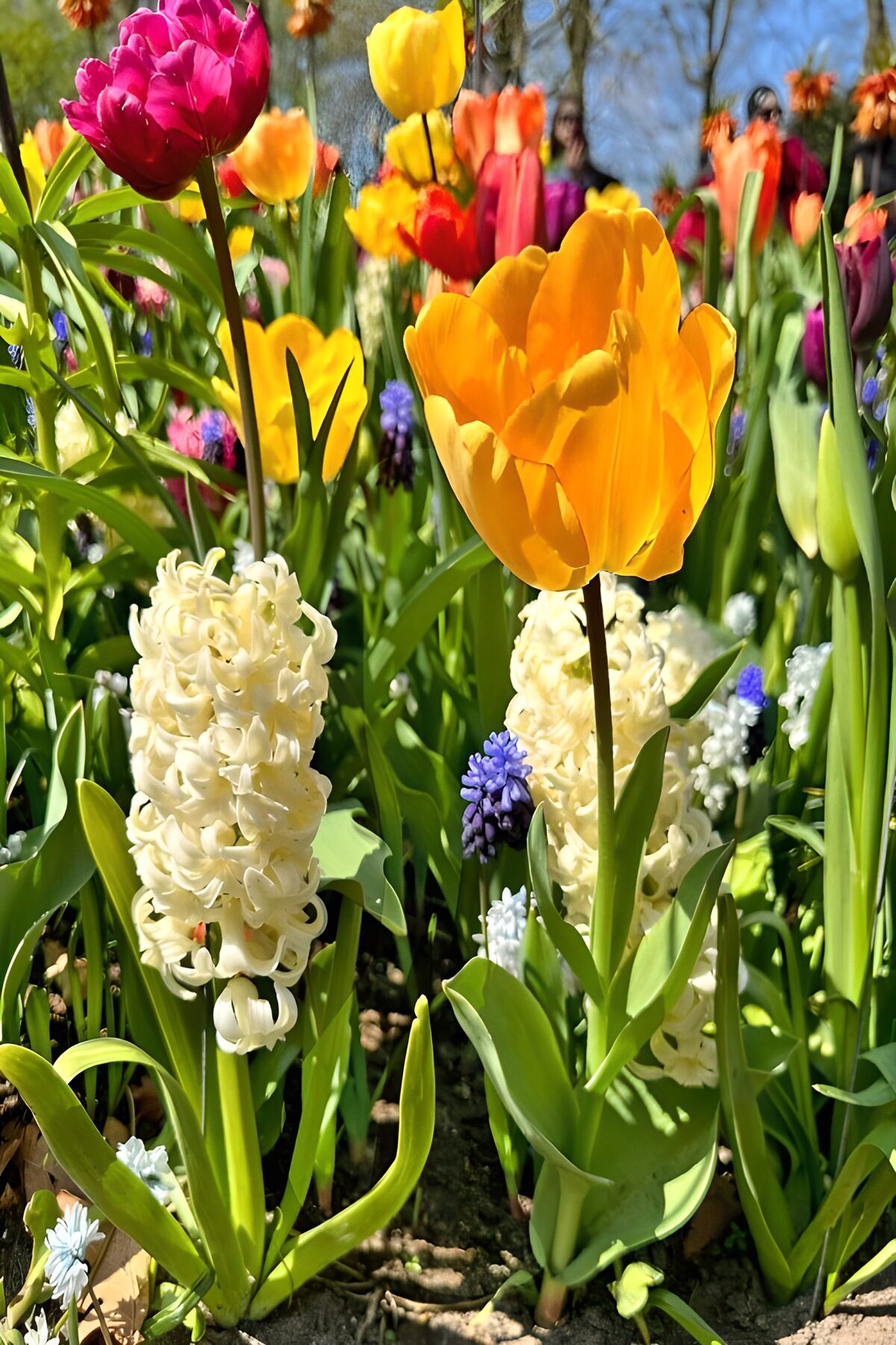TP19131: Kleurrijke Bloemenpracht in de Lente
