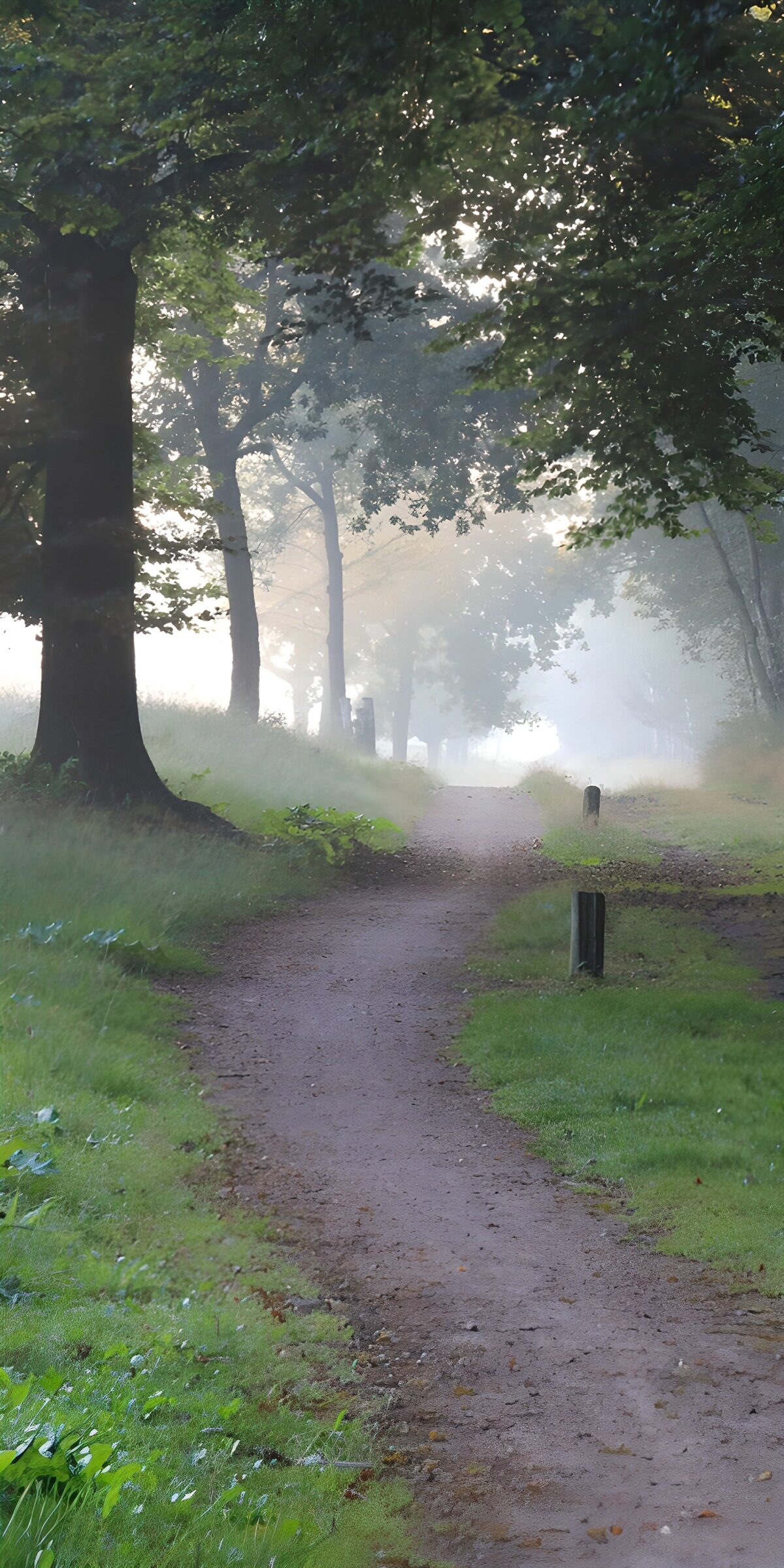 Mistige wandelweg door het bos