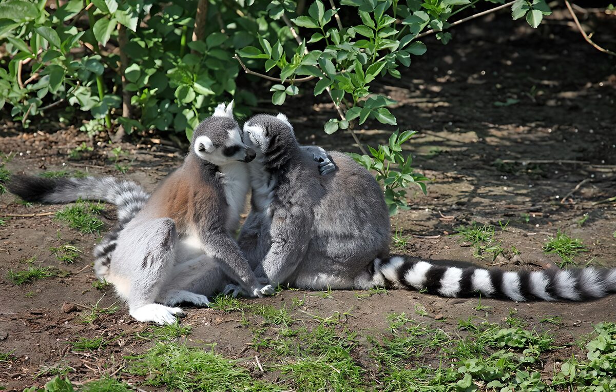 TP21601: Knuffelende maki's in de natuur