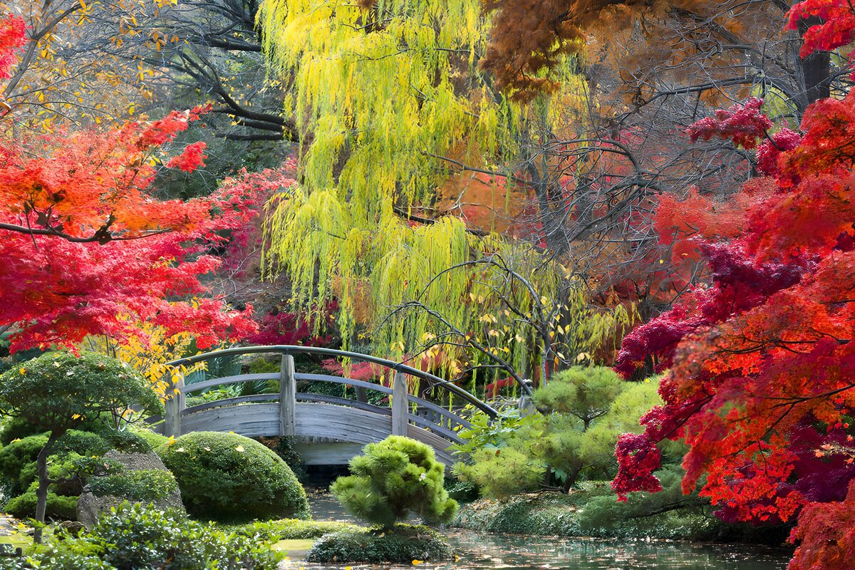 Kleurrijke Herfst in een Japanse Tuin