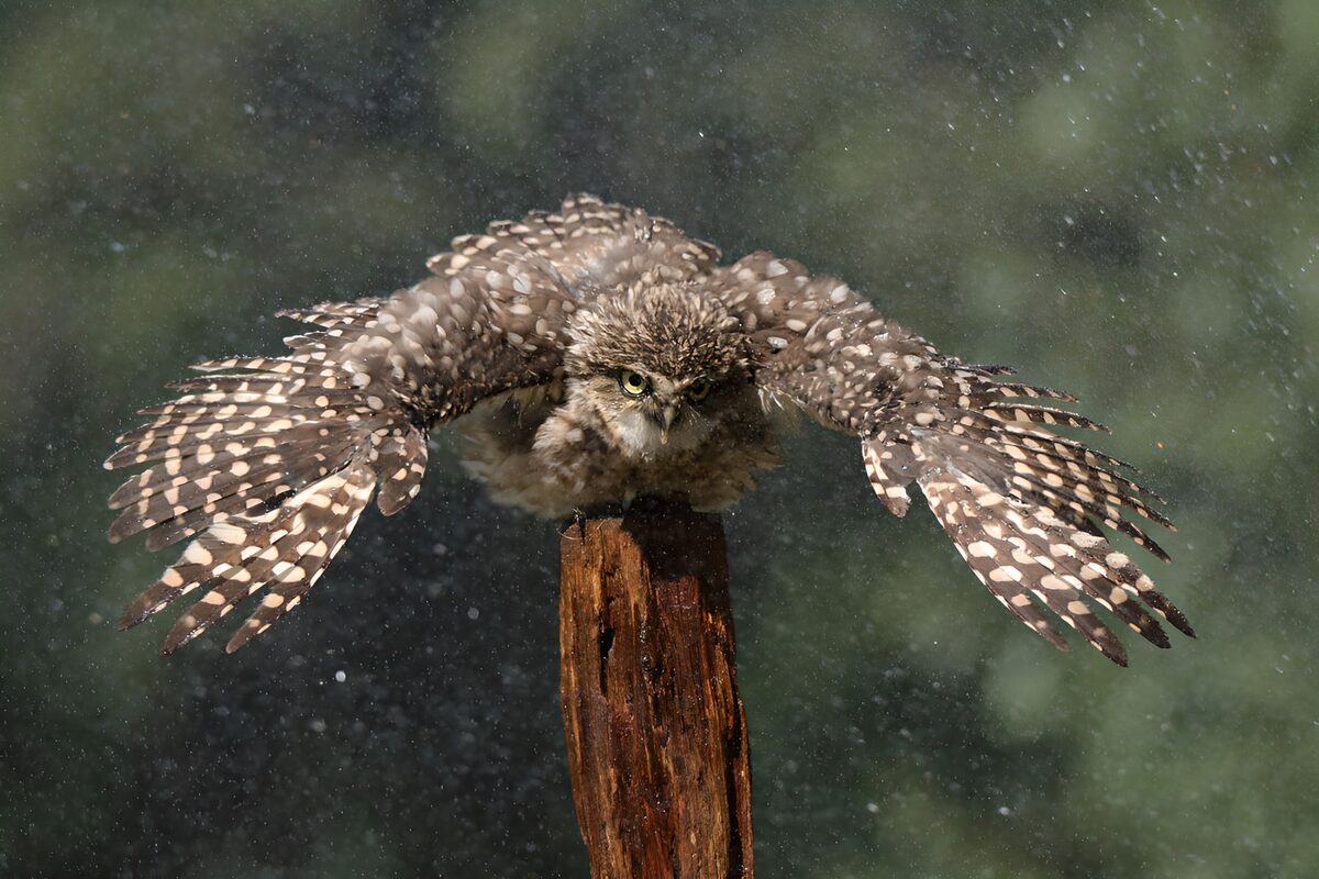Uil in zijn natuurlijke habitat