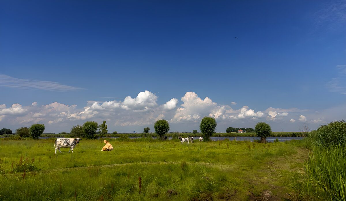 TP49998: Rustige boerderijweide onder een blauwe lucht
