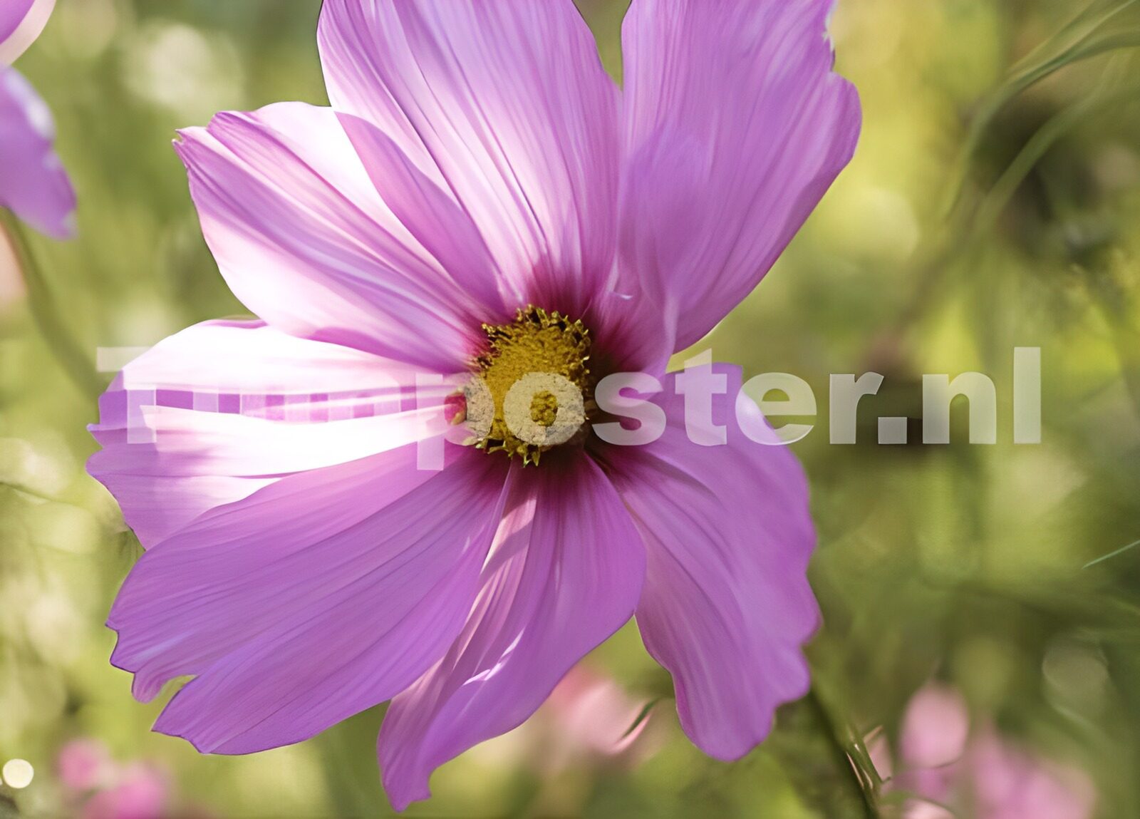 TP16259: Gloria met groene achtergrond