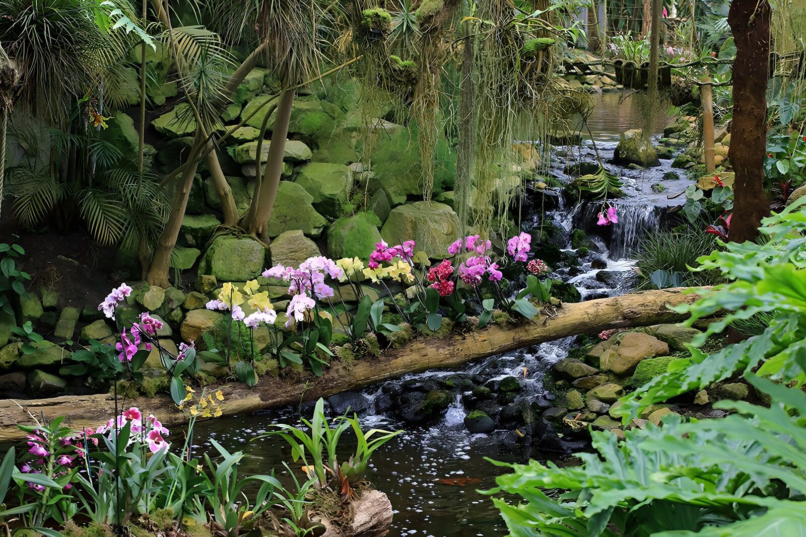 TP16678: Boomstam over waterval begroeid met orchideen