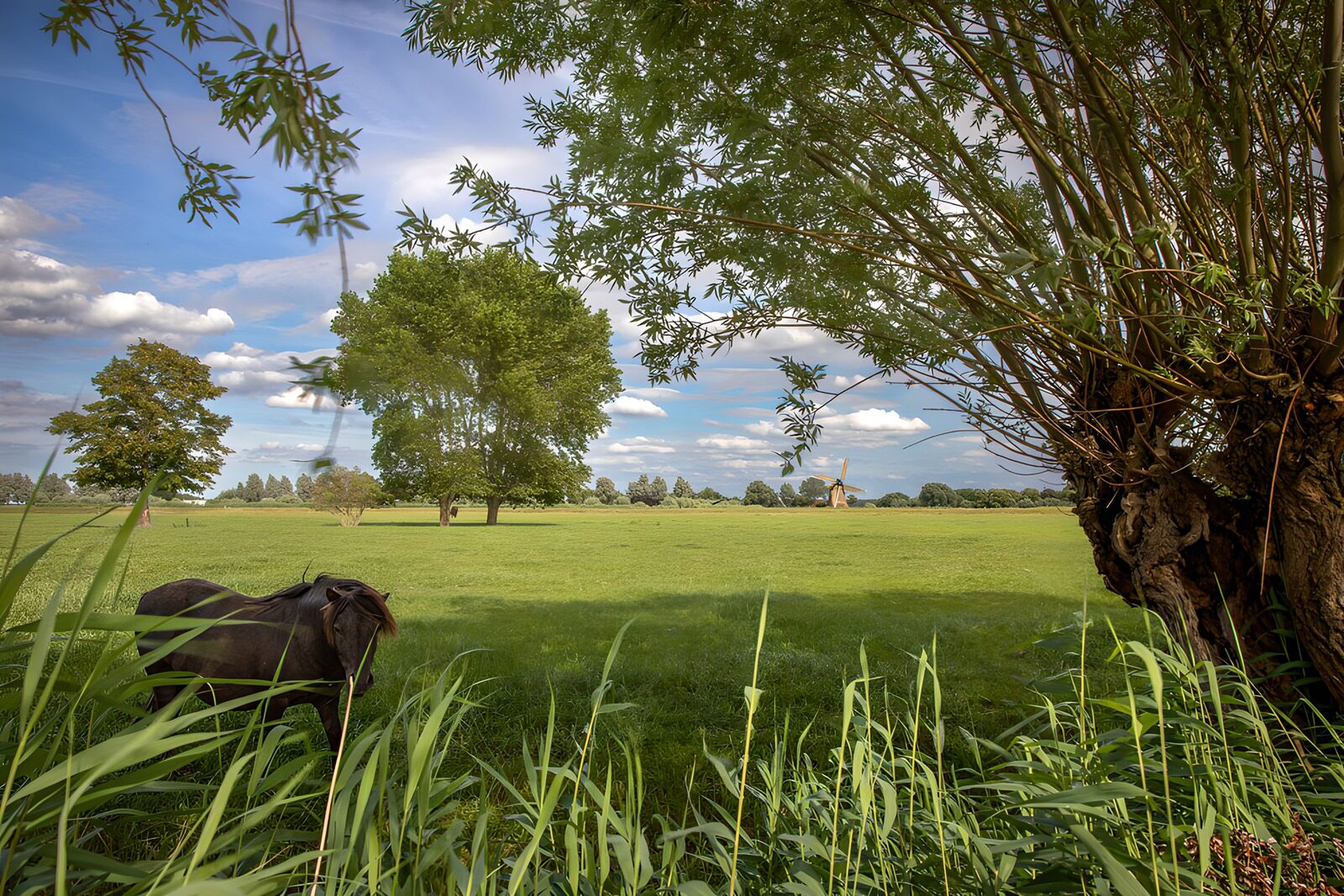 TP38675: Rustig Nederlands Landschap met Paard