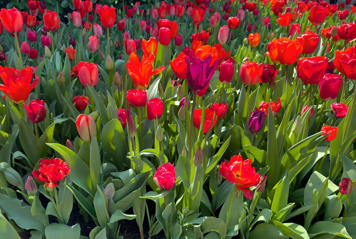 Kleurrijke tulpen in bloei