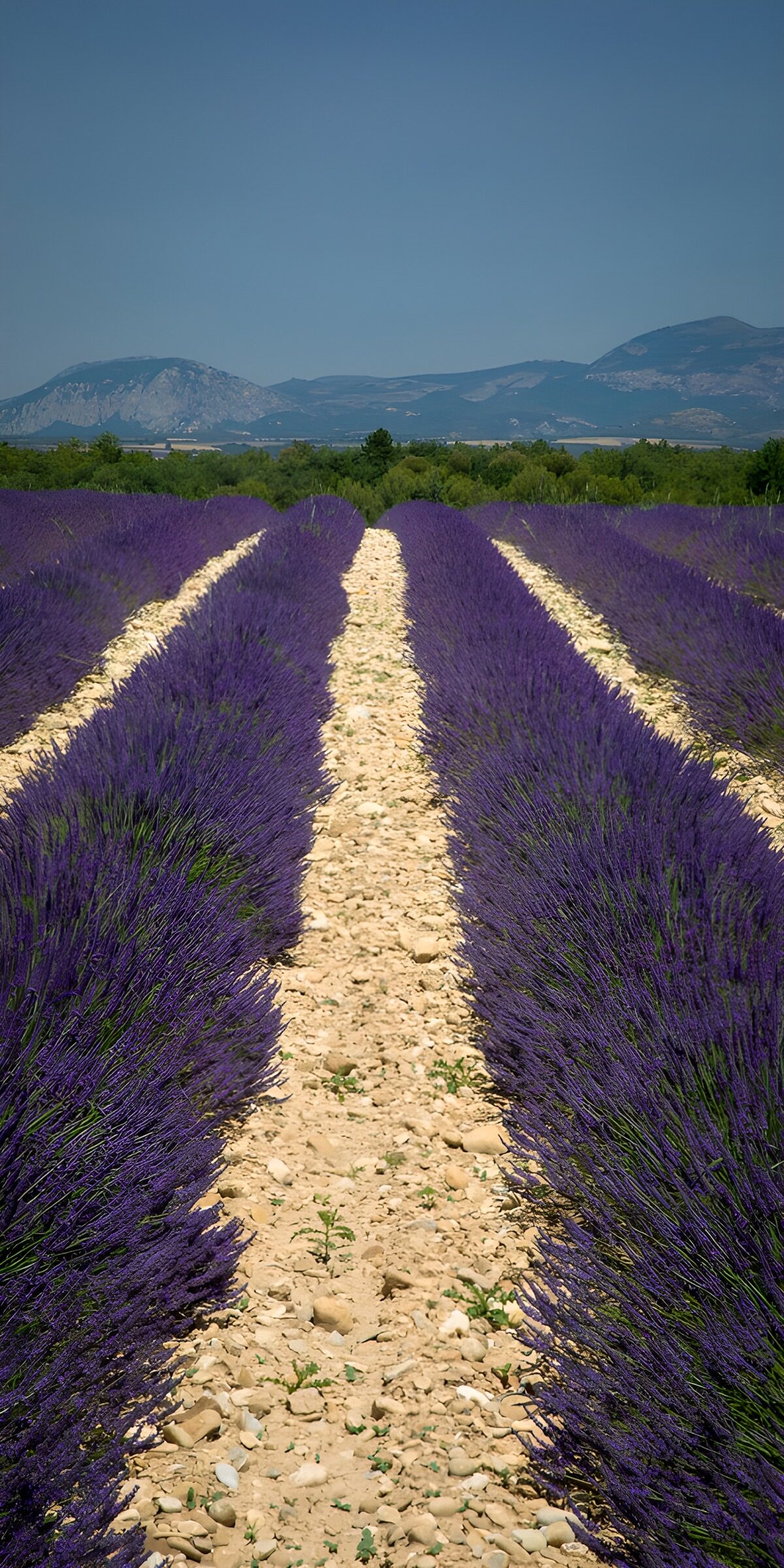 Lavendel met bergen 2