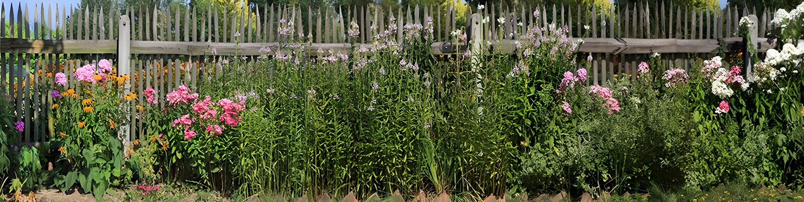 TP56554: Bloeiende tuin langs een schutting