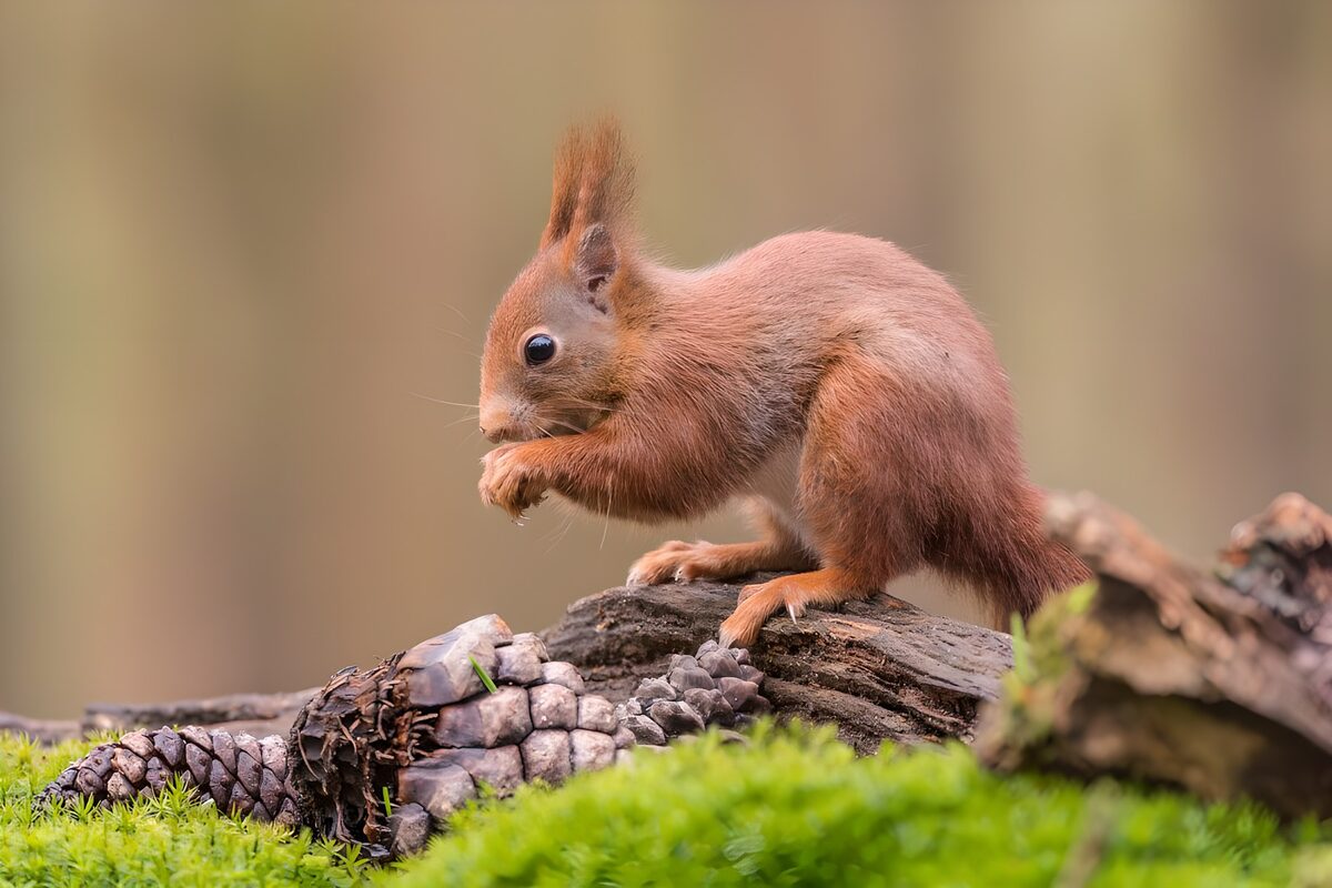 Schattig eekhoorntje in het bos