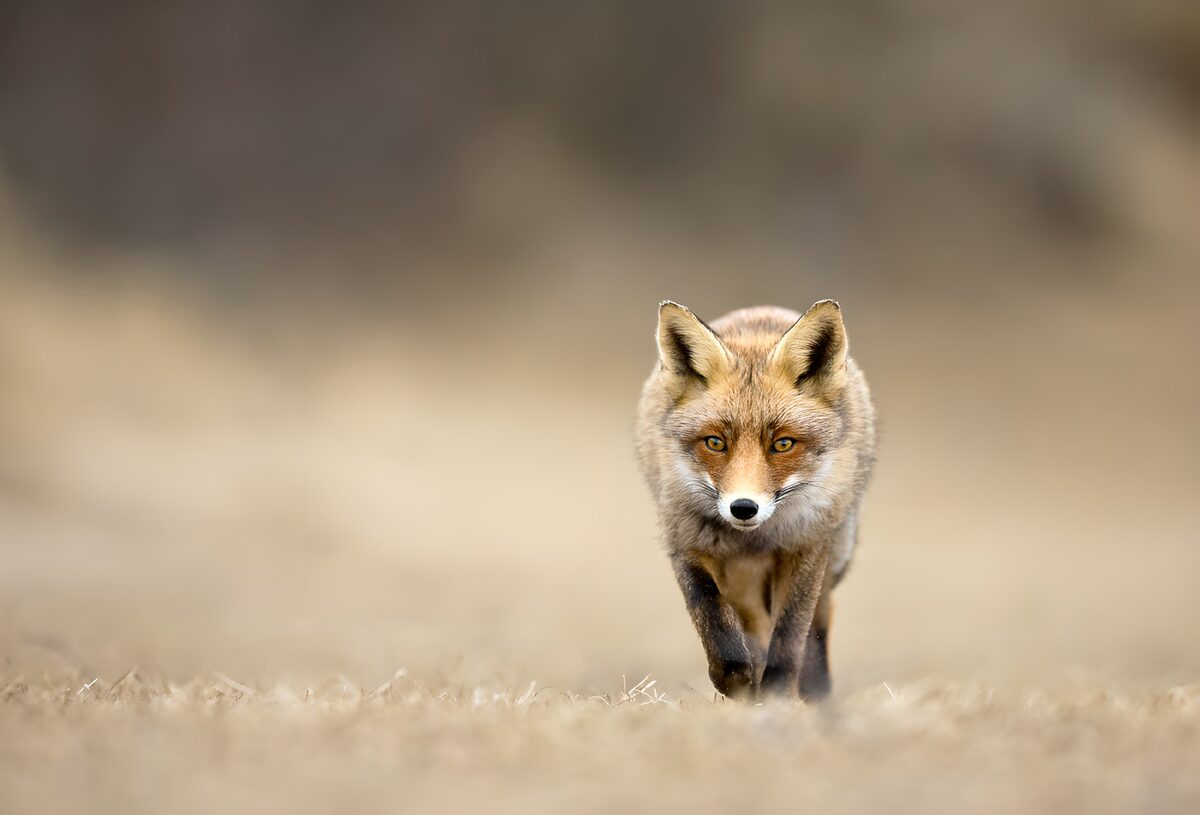 Vos in de natuur