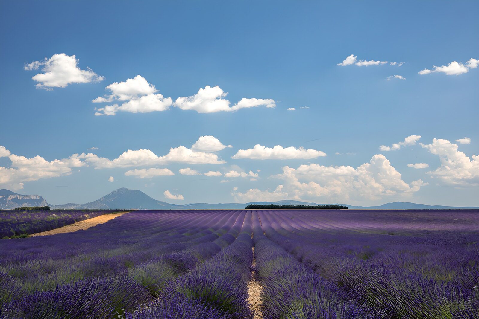 TP31088: Prachtig Lavendelveld onder Blauwe Lucht