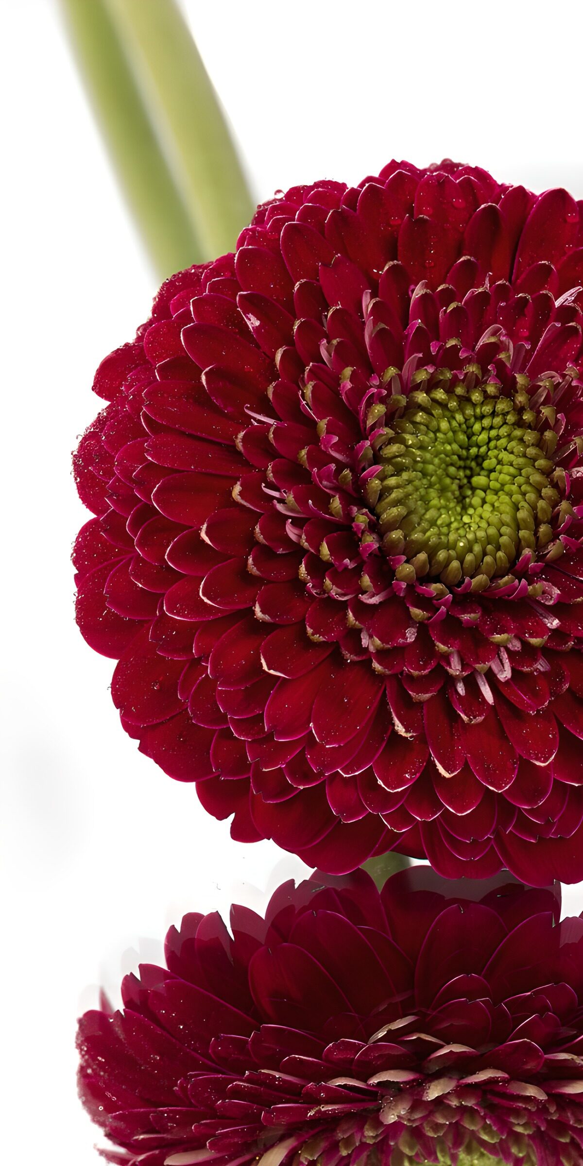 TP59059: Prachtige rode gerbera met reflectie