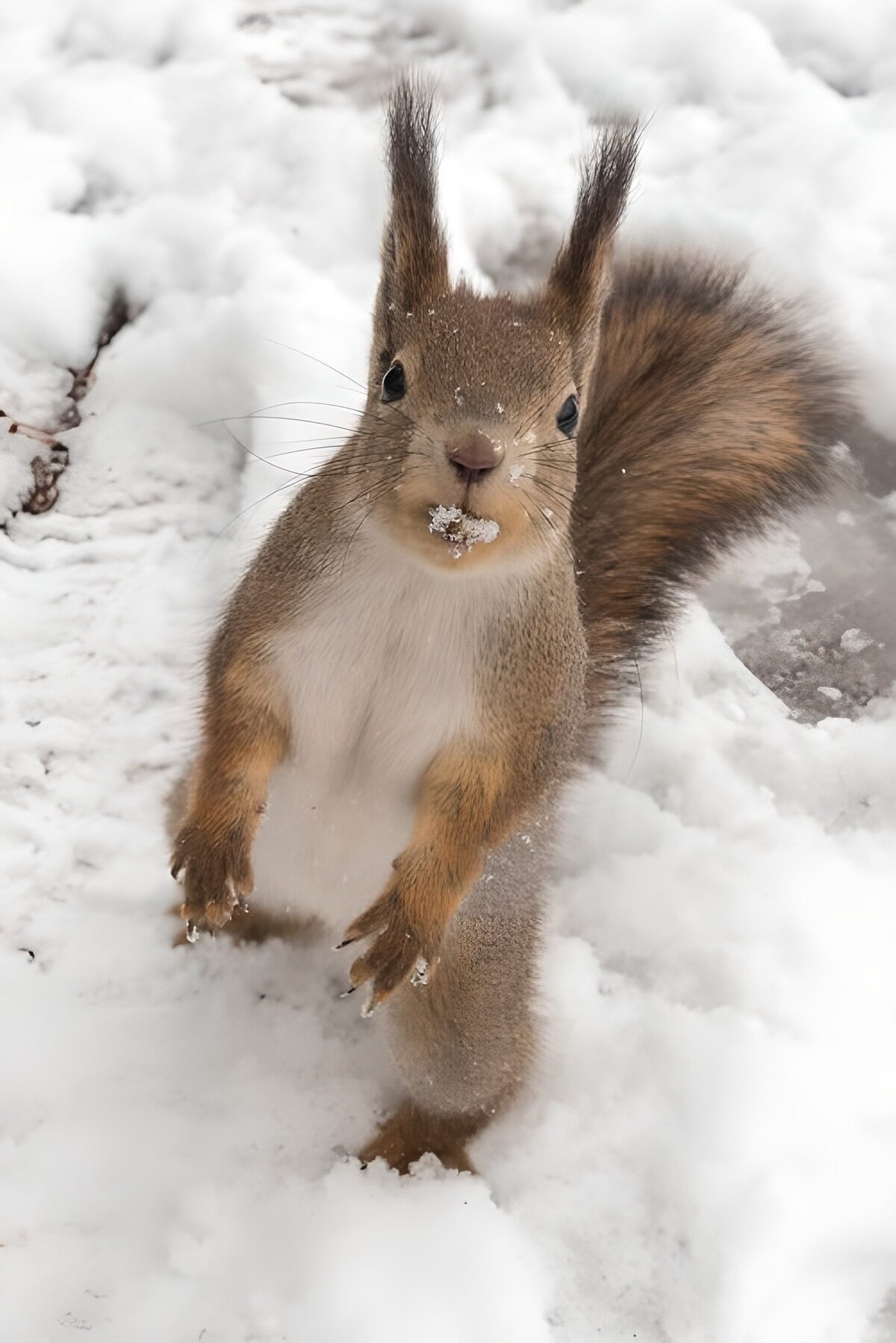 Schattig eekhoorntje in de sneeuw
