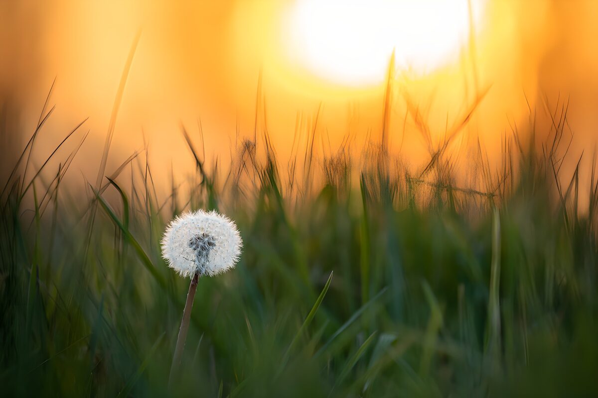 Zonnebloem tussen gras