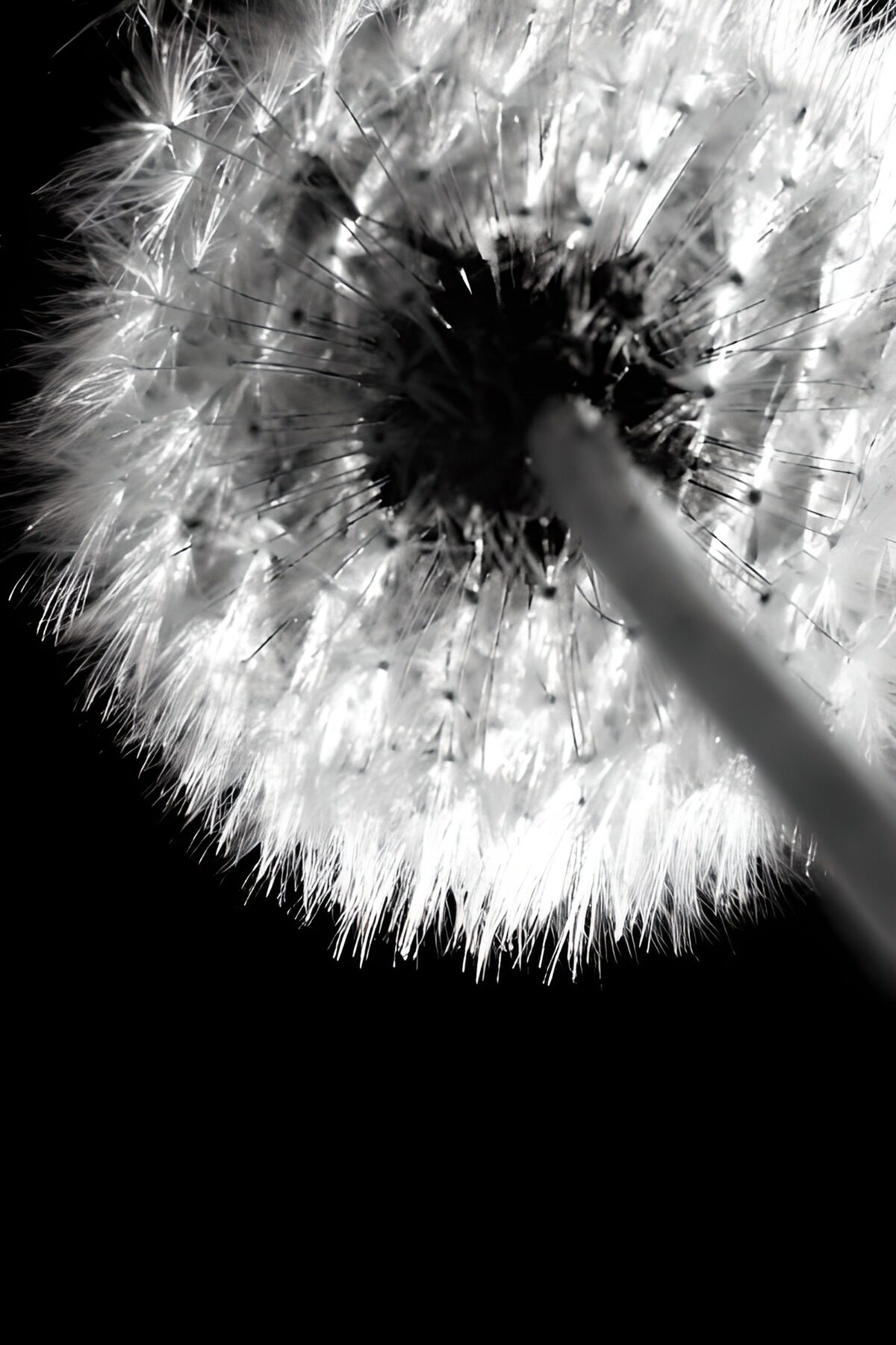 Black/white form below pappus